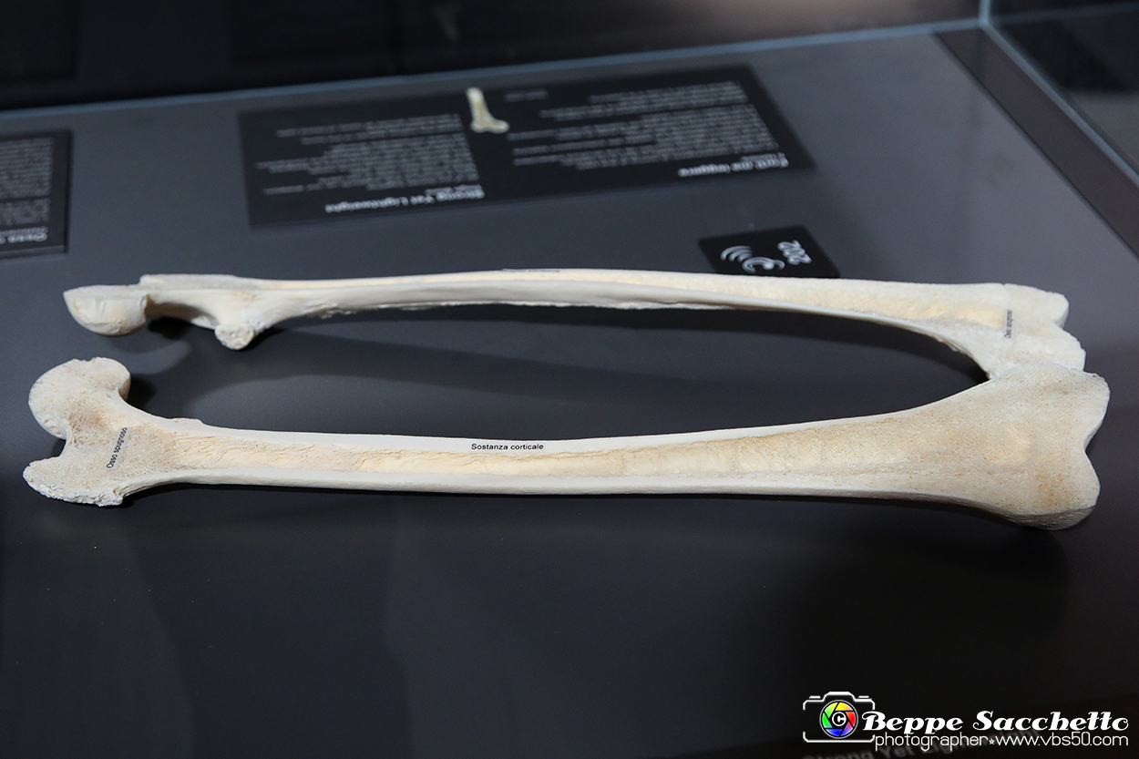 VBS_3153 - Femore - Mostra Body Worlds.jpg
